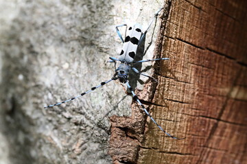  Rosalia longicorn (Rosalia alpina) or Alpine longhorn beetle