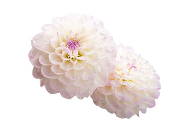dahlia flower isolated
