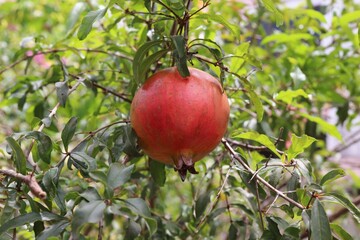 red pomegranate fruit on the tree in garden