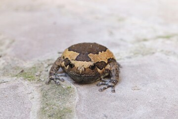bullfrog , amphibious four-footed animals on cement floor