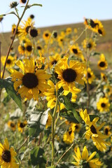 Field of wild sunflowers in Kansas in late summer