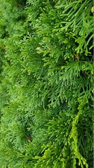 green fern background