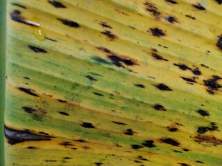 Banana leaves that begin to age and wither