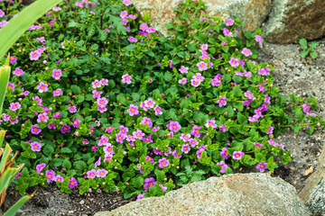 Beautiful flowers with pink petals grow in the track among the stones.