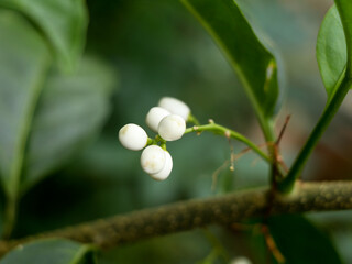 Beautiful white color seeds of night- blooming jasmine