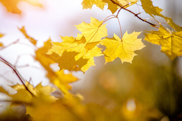 Autumn background-yellow maple leaves in the city Park