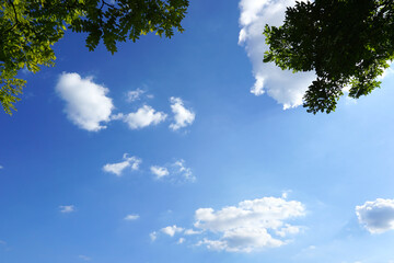 Obraz premium blue sky and clouds and tree