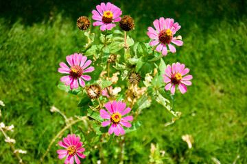 fPink flowers in the garden