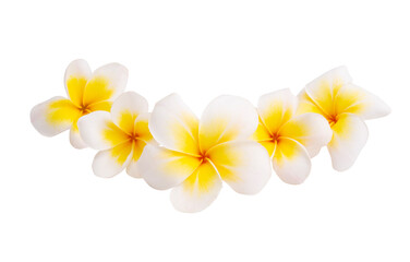plumeria flower isolated © ksena32