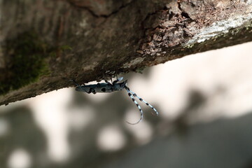  Rosalia longicorn (Rosalia alpina) or Alpine longhorn beetle