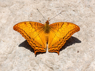 Yellow butterfly with open wings on a rock background.