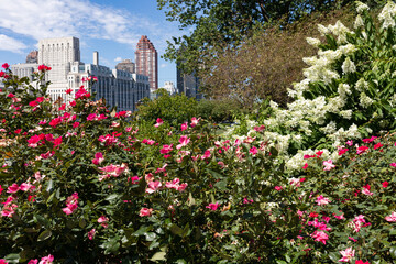 Colorful Flowers on Roosevelt Island during the Summer with a view of Manhattan Skyscrapers in the background