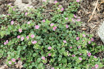 Beautiful flowers with pink petals grow in the grass among the stones.
