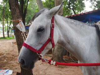 Close up of a white color horse. head white color horse. black eye big.