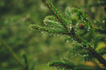 raindrops on pine needles