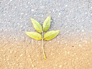leaf on the ground