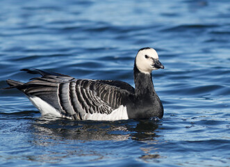Barnacle goose