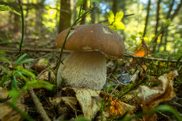 Borowik szlachetny © KrzysztofAleksander