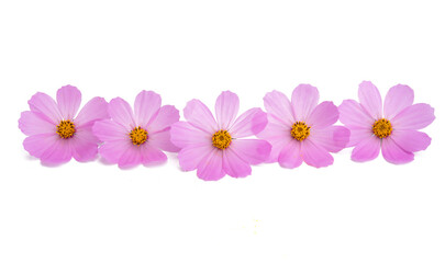 Fototapeta na wymiar pink cosmos flower isolated