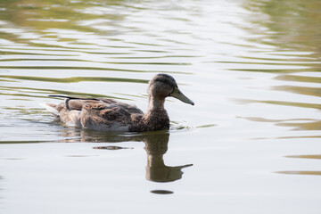 Duck swimming in the blue lake
