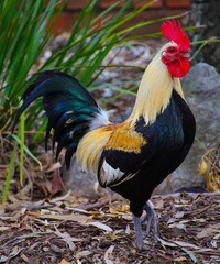 Beautiful multi coloured rooster with bright vivid colours