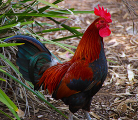 Beautiful multi coloured rooster with bright vivid colours