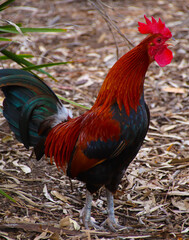 Beautiful multi coloured rooster with bright vivid colours