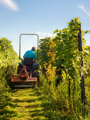 Working in a vineyard with a small tractor in burgenland