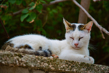 Gato blanco con manchas y con ojos cerrados acostado sobre piedra