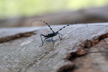  Rosalia longicorn (Rosalia alpina) or Alpine longhorn beetle