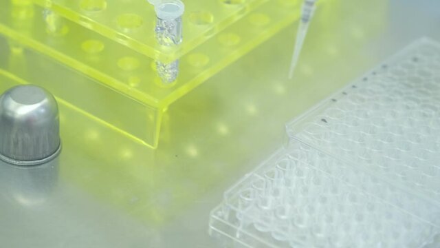 Asia scientist wears a glove and used a micropipette and transfer sample into 96 well plate in the biosafety cabinet. People in the laboratory study on anti corona drugs. Pharmaceutics concept