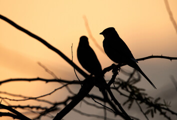 Silhouette of a pair of Grey Hypocolius, Bahrain