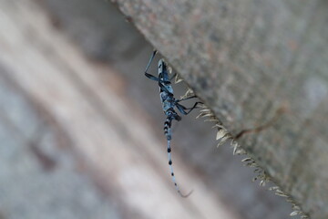 Rosalia longicorn (Rosalia alpina) or Alpine longhorn beetle