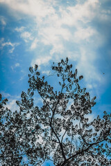 A broken kite is on the tree with blue sky