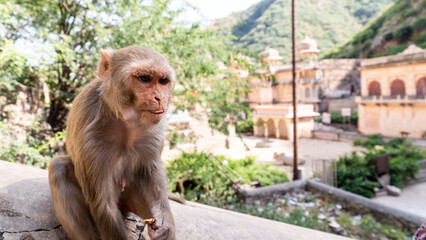 Portrait of a macaque eating a nut