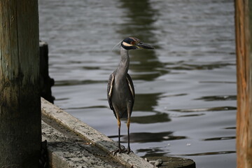 great blue heron
