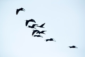 A flock of Glossy Ibis in flight at Asker Marsh, Bahrain