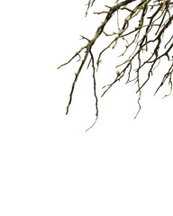 White Background With Branches Borders