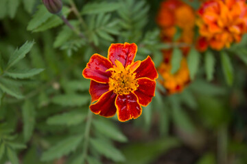 Close up beautiful Marigold flower. Tagetes background, wedding card.