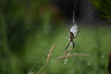 Charlottes Web