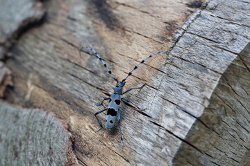  Rosalia longicorn (Rosalia alpina) or Alpine longhorn beetle