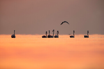 Fototapeta na wymiar Greater Flamingos wading in the morning hours at Asker coast, Bahrain