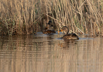 Northern Shovelers at Asker Marsh, Bahrain