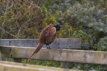 Male pheasant (Phasianus colchicus) perched on wood at national park Schiermonnikoog.