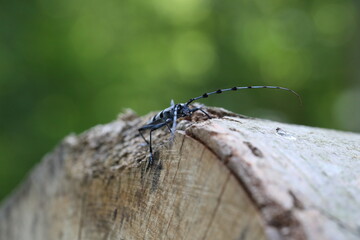  Rosalia longicorn (Rosalia alpina) or Alpine longhorn beetle