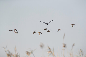 Eurasian Marsh harrier chasing a flock of common teal at Asker Marsh, Bahrain