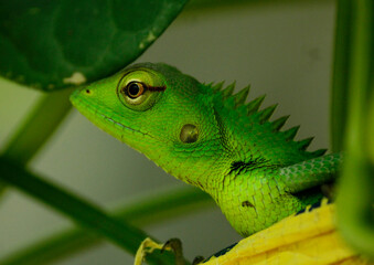 green lizard on a leaf