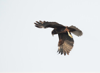 Eurasian Marsh harrier in flight at Asker Marsh, Bahrain