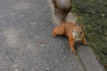 Red squirrel is looking at the background of a concrete path in the Park. Adorable curious orange mammal on a branch. Portrait of eurasian squirrel in natural environment. Wild life, copy space.