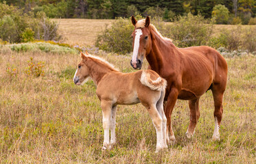 Naklejka na ściany i meble Closeup of a mare and filly together in a grassy pasture.